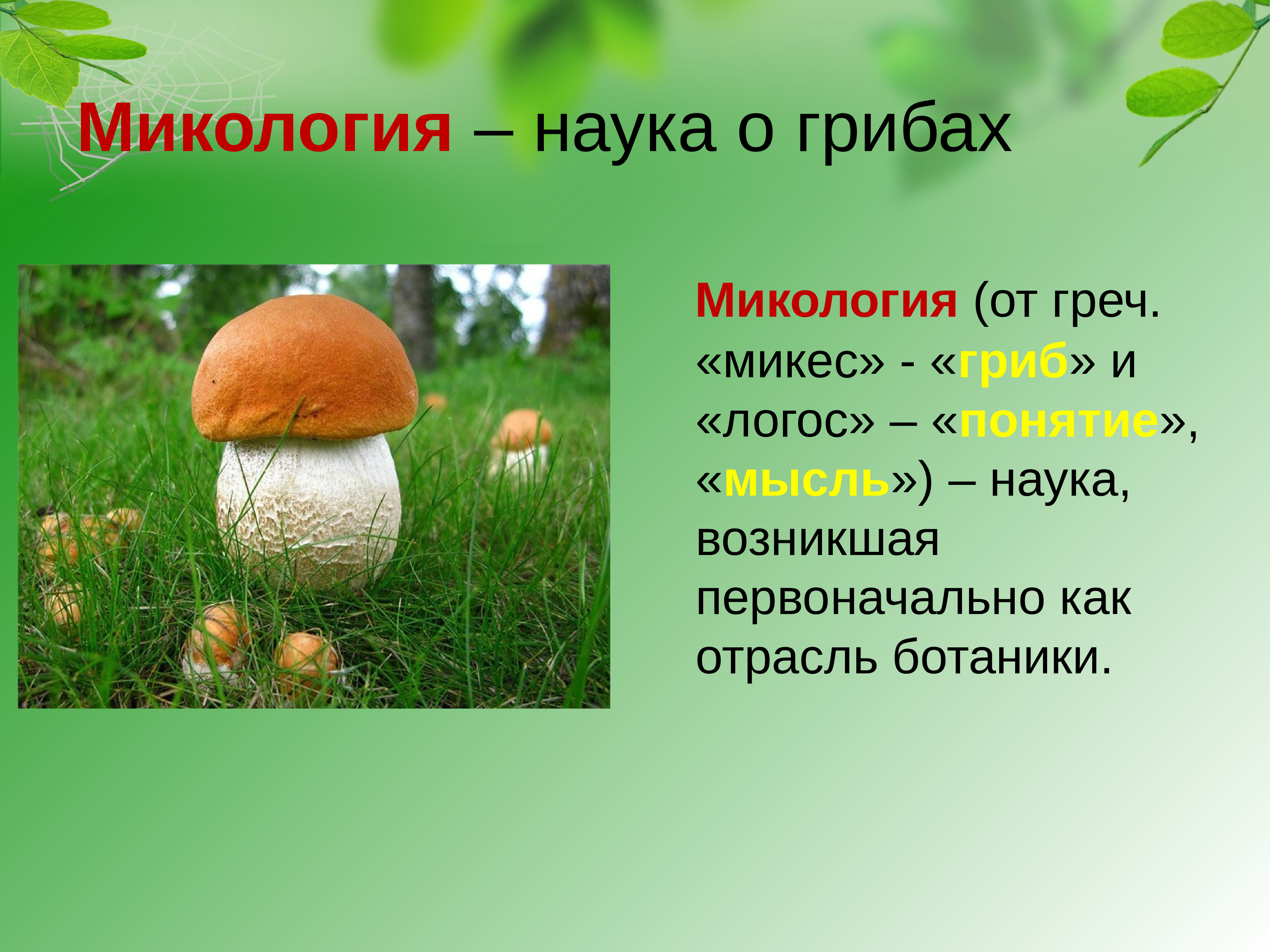 Науку о грибах называют. Грибы микология. Микология царство грибов. Грибы презентация. Микология это наука.