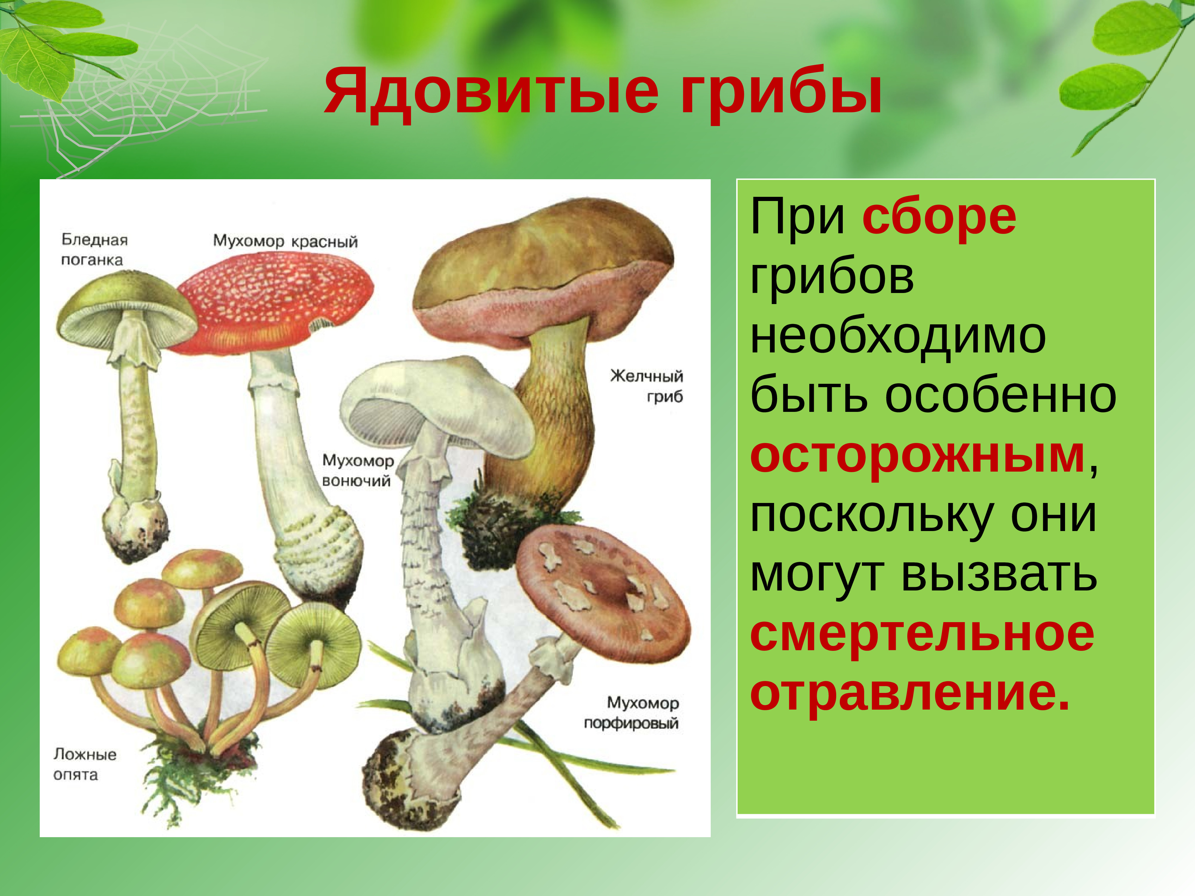 Ядовитые грибы картинки для презентации