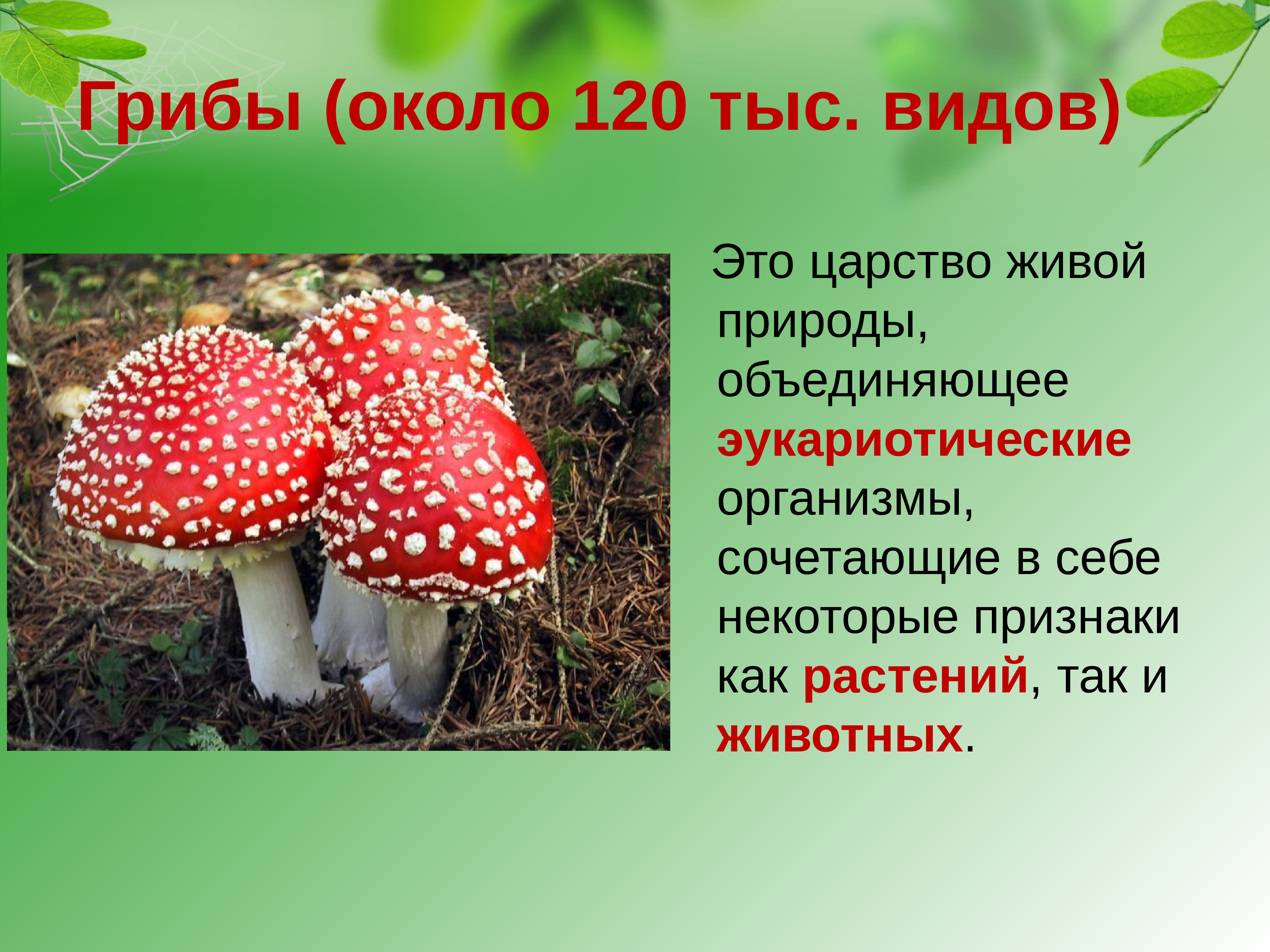Признаки объединяющие грибы с животными