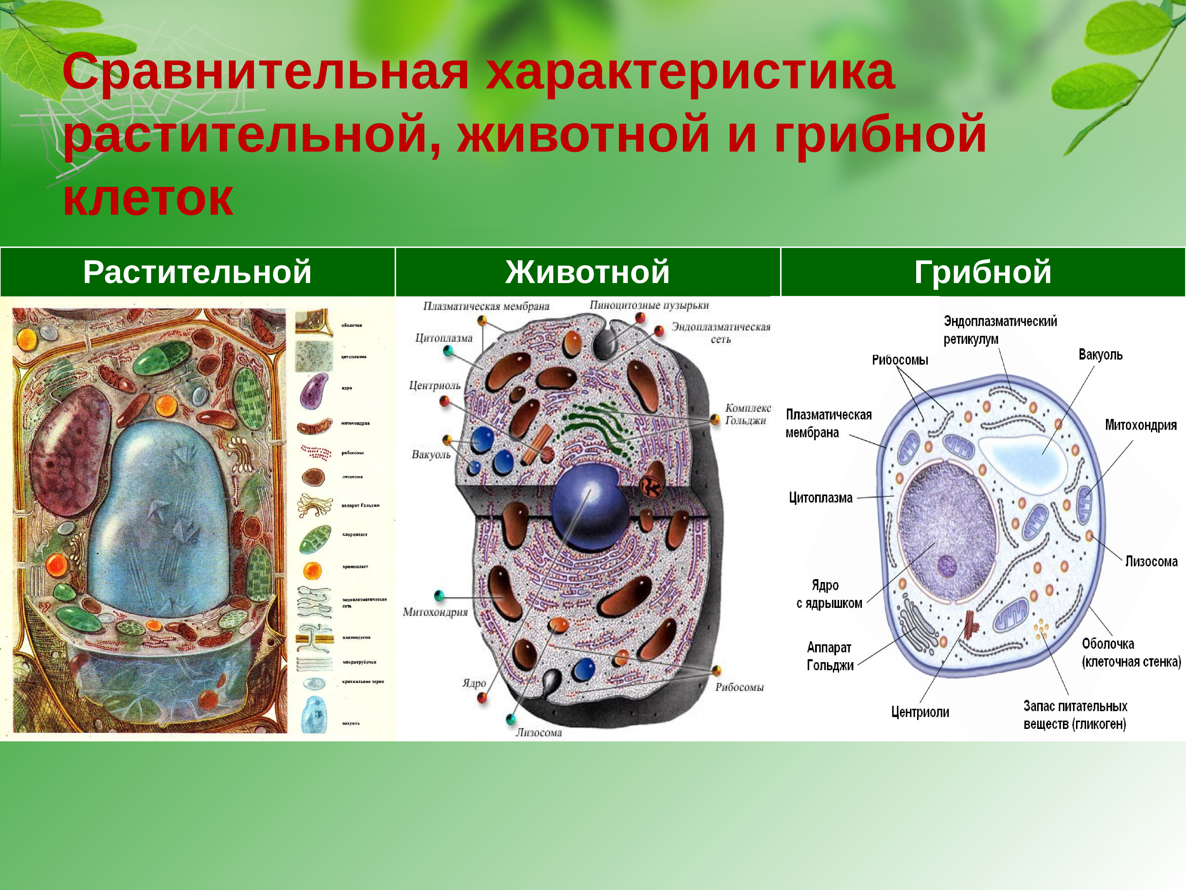 Сравнение растительной животной и грибной клетки