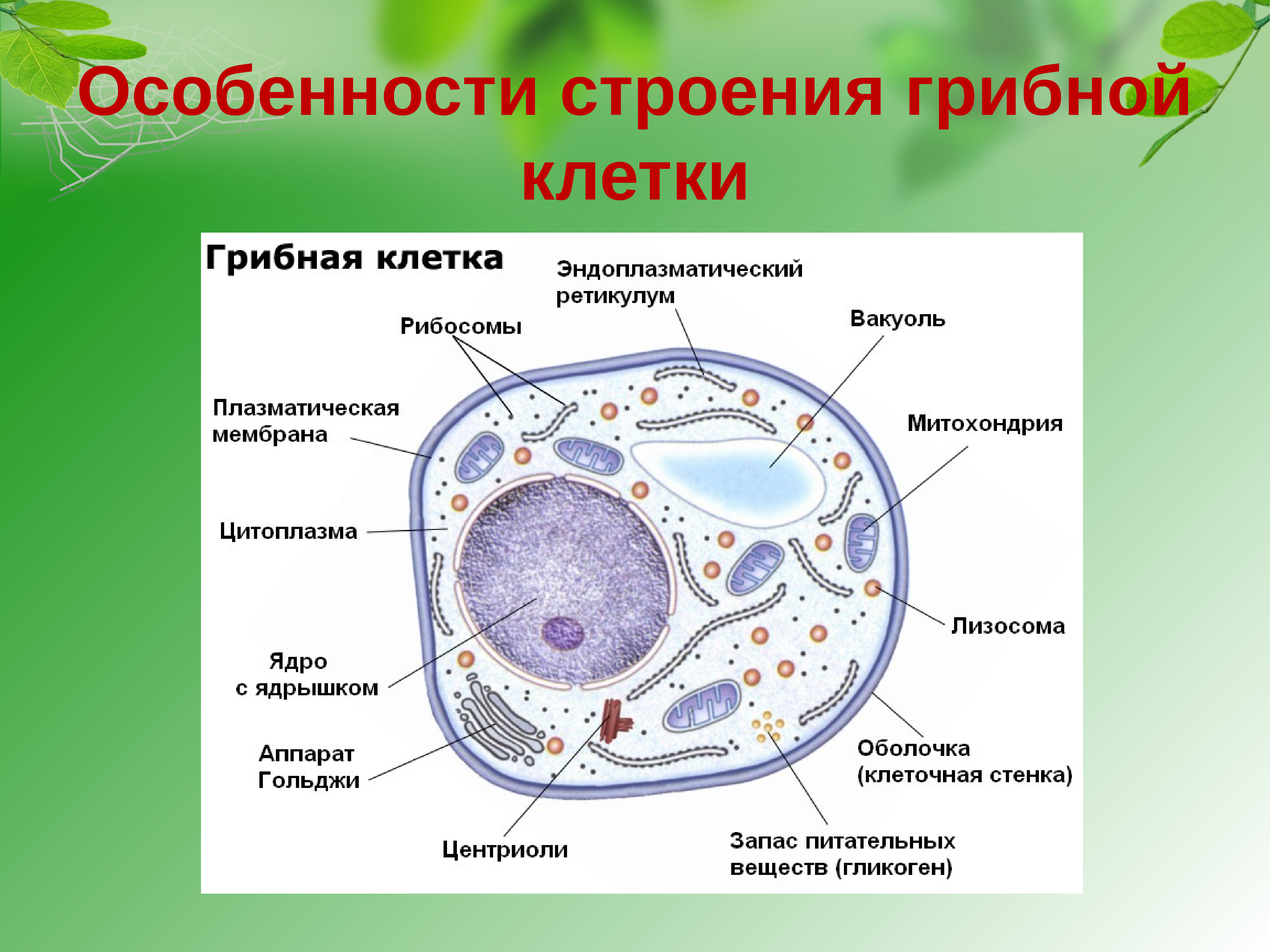 Грибная клетка отличия от растительной. Строение эукариотической клетки грибов. Строение клетки подпишите органоиды грибной клетки.. Грибная клетка строение и функции органоидов. Особенности строения клетки гриба.