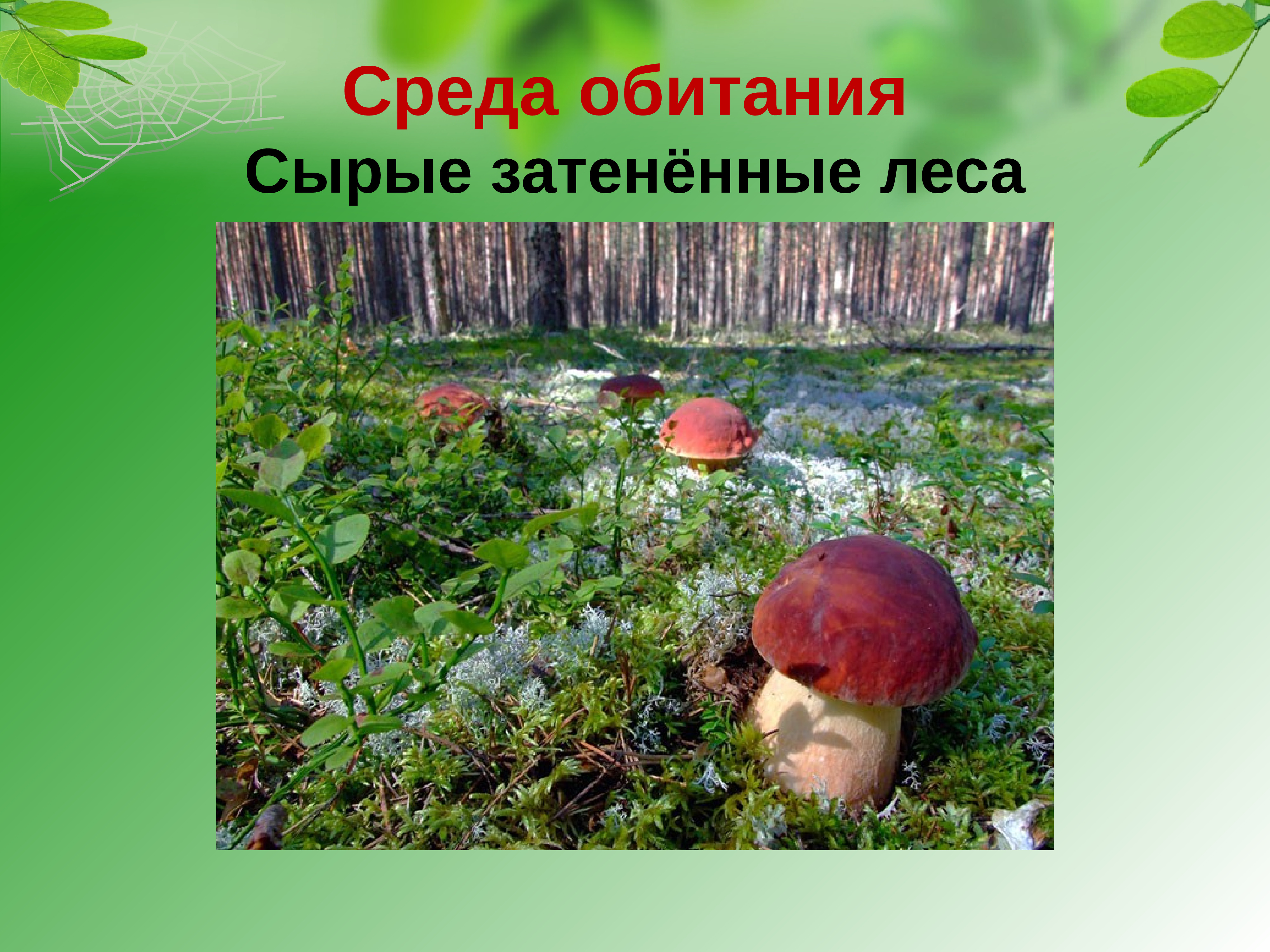 Активный образ жизни относится к грибам. Среда обитания грибов. Среды жизни грибов. Грибы место обитания. Местообитание грибов.