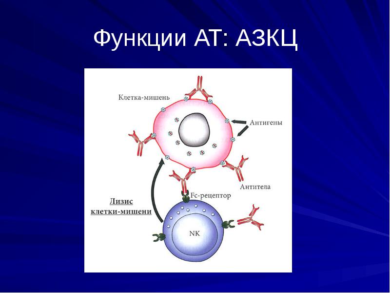 Антитела микробиология презентация