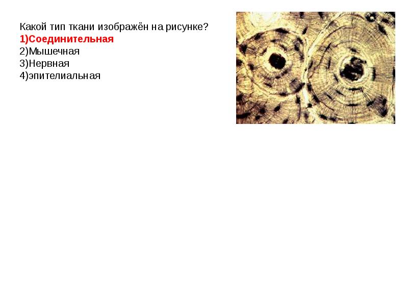 К какому типу относится ткань изображенная на рисунке