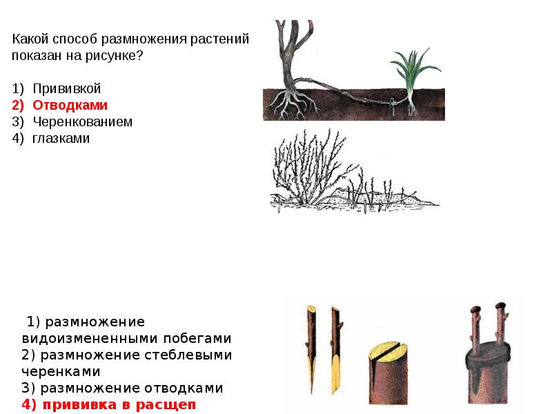 Как называют способ вегетативного размножения растений изображенный на рисунке отводками черенками