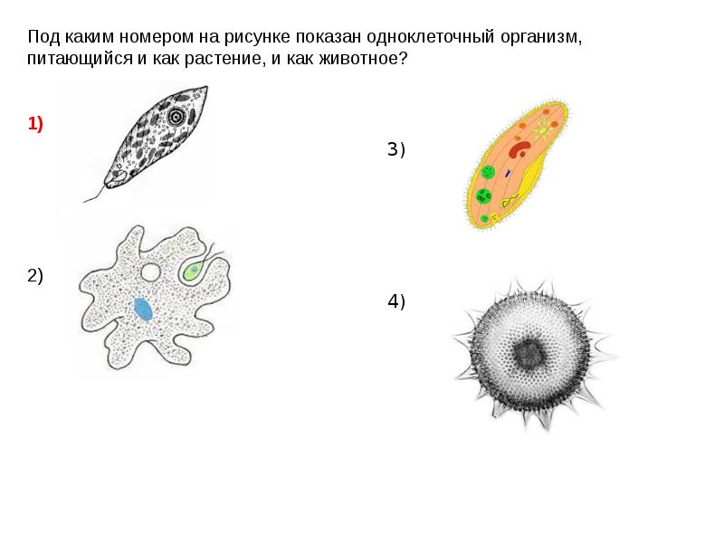 Рисунок одноклеточного животного