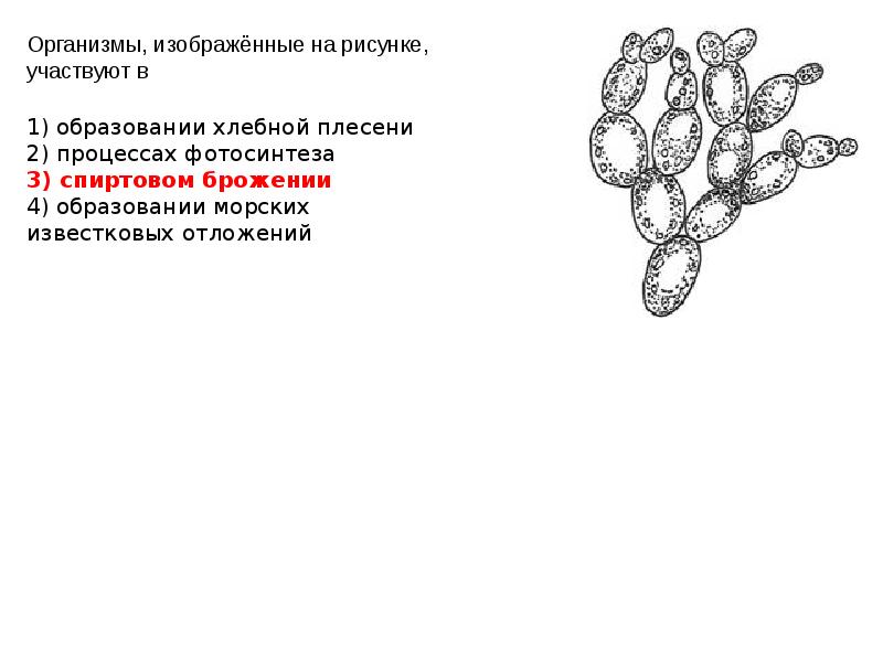 Определи заболевание которое вызывает организм изображенный на рисунке