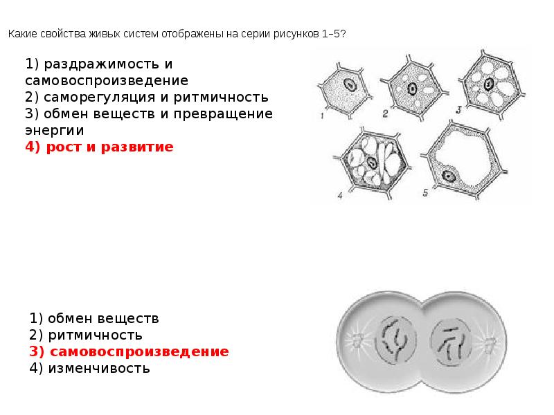 На рисунке изображены связи растения с окружающей средой какое общее свойство живых систем