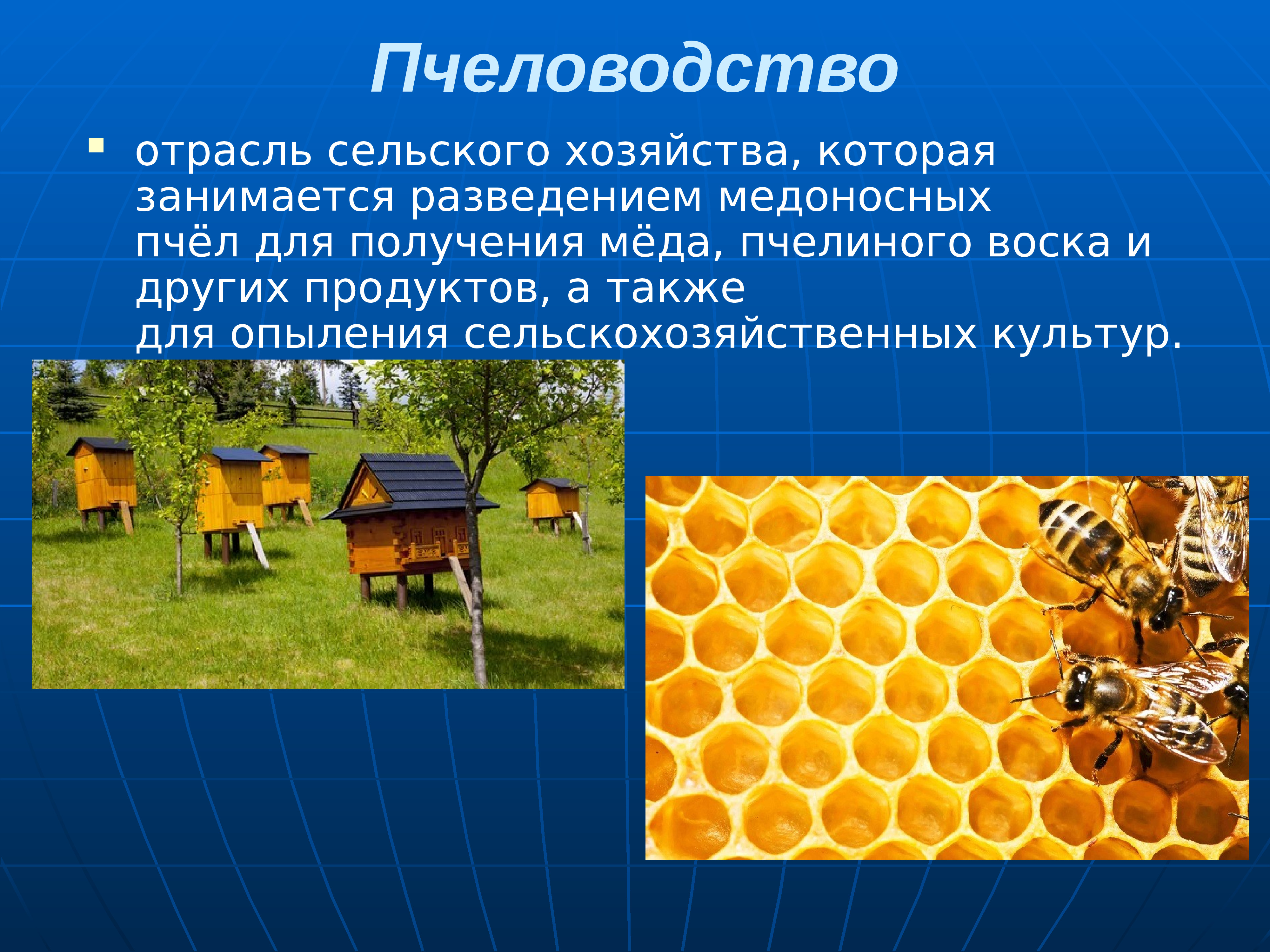 Пчеловодство доклад 3 класс. Животноводство в России таблица Пчеловодство. Пчеловодство отрасль животноводства. Сельское хозяйство для презентации. Современное Пчеловодство.