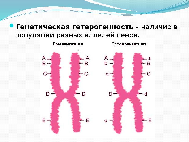 Генетическая карта это