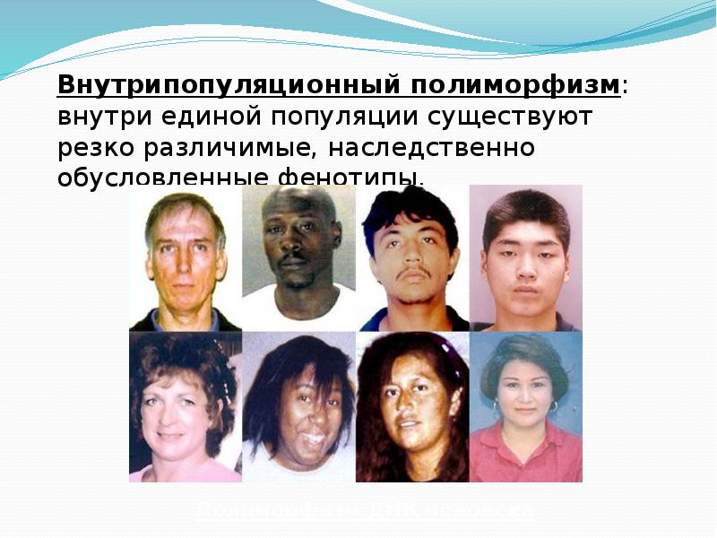 Внутрипопуляционный полиморфизм: внутри единой популяции существуют резко различимые, наследственно обусловленные фенотипы.