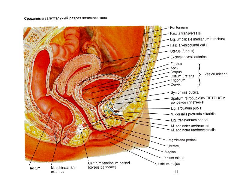 The Worlds Largest Vagina