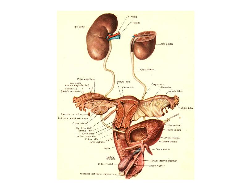 Паразиты мочеполовой системы фото и описание ORGANA GENITALIA