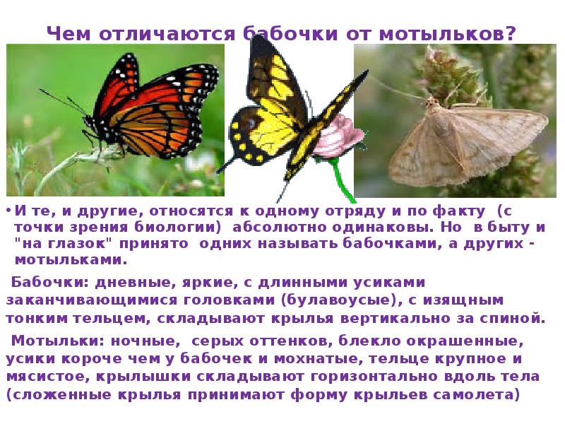 Сходства и различия бабочек 2 класс. Бабочка и мотылек разница. Чем отличается мотылек от бабочки. Отличие мотылька от бабочки. Отличие мотыльков от бабочек.