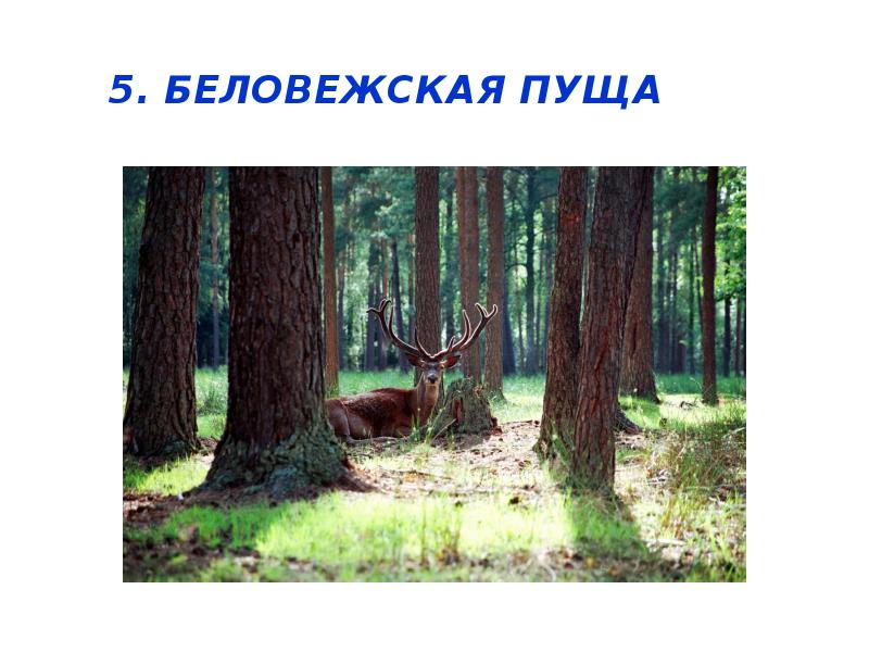 5. 5. Беловежская пуща&nbsp;пуща&nbsp;