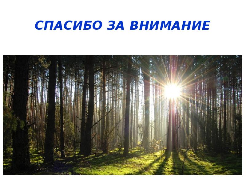 Спасибо за внимание