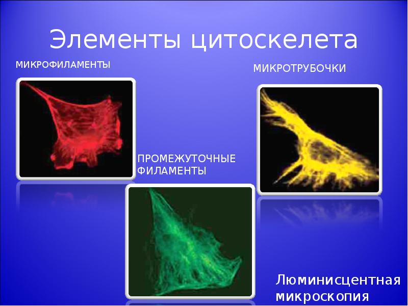 Цитоскелет микротрубочки промежуточные филаменты микрофиламенты. Цитоскелет клетки эукариот. Микротрубочки цитоскелета строение и функции. Цитоскелет (микротрубочки, микрофиламенты) строение. Цитоскелет промежуточные микрофиламенты.