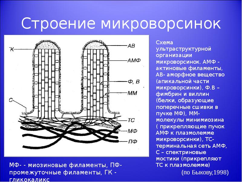 Строение это. Строение микроворсинки гистология. Микроворсинки функции в клетке. Схема строения микроворсинки гистология. Актиновые филаменты микроворсинки.