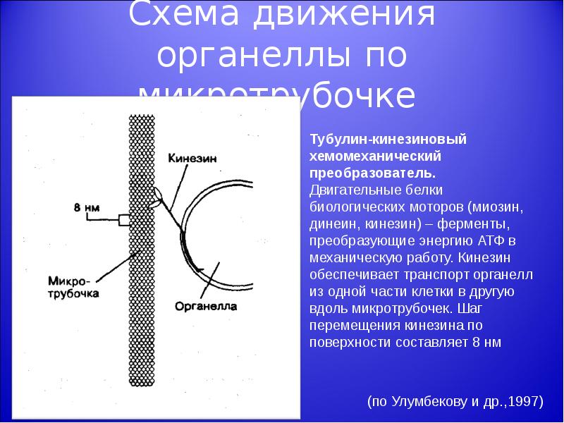 Двигательные белки. Тубулин динеиновый хемомеханический преобразователь. Микротрубочки гистология. Белки микротрубочек. Моторные белки микротрубочек.