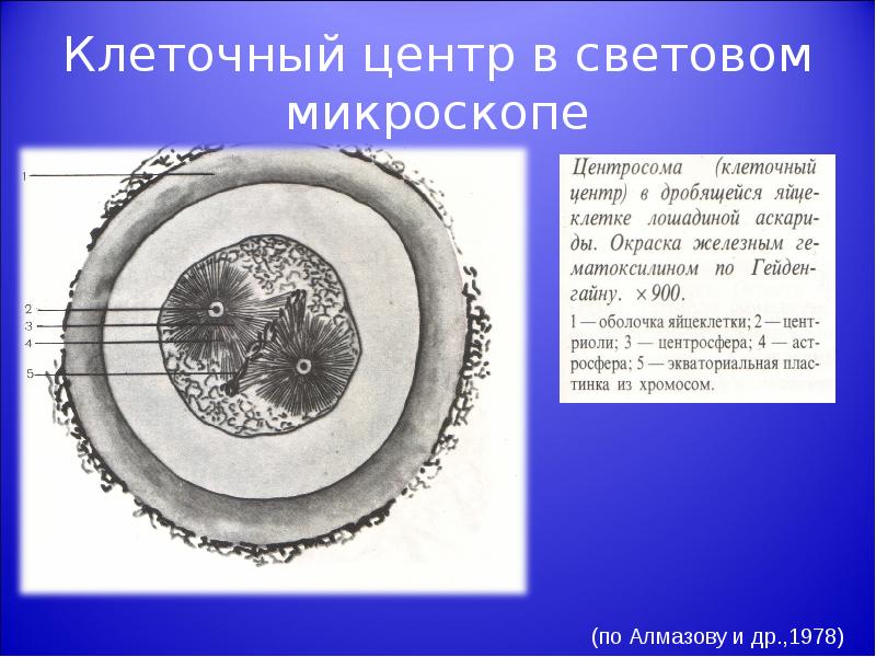 Центр клетки 4. Клеточный центр в световой микроскоп. Клеточный центр под световым микроскопом. Центросома под микроскопом. Клеточный центр в микроскопе.