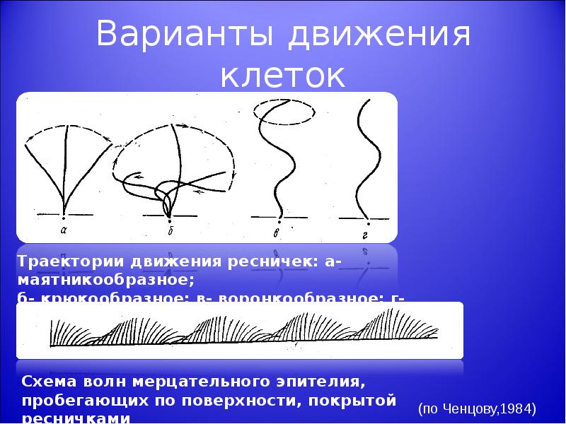 Варианты движения. Схема движения ресничек. Механизм движения ресничек. Маятникообразные движения ресничек. Волнообразное движение клетки.