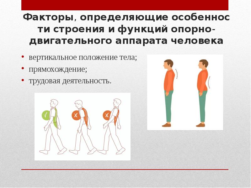 Вертикальное положение человека