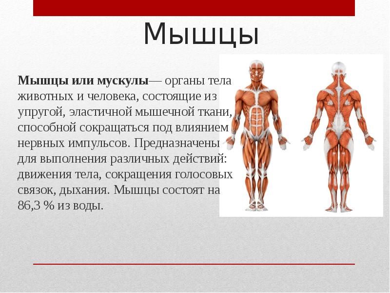 Каково значение мышечного чувства людей разных профессий. Мышцы тела человека. Мышцы на теле человека. Органы мышечной системы человека. Самая сильная мышца у человека.