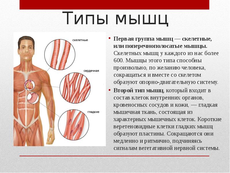 Скелетные мышцы человека фото