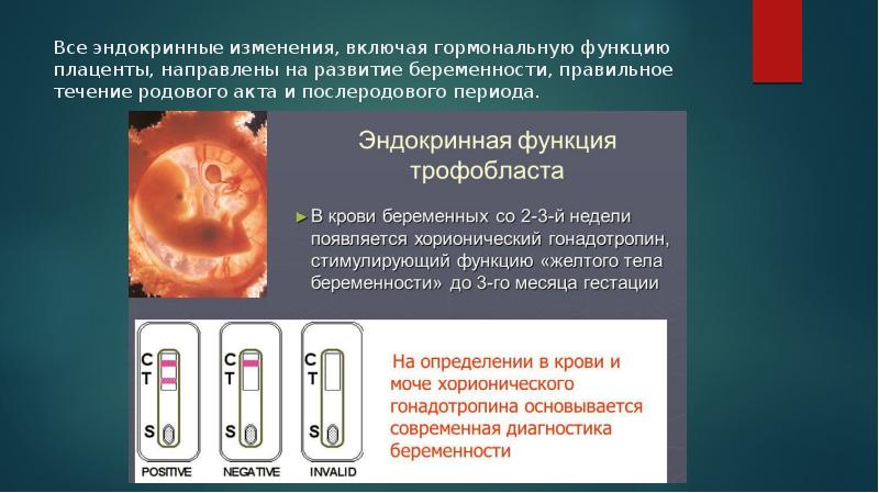 Эндокринная функция плаценты презентация