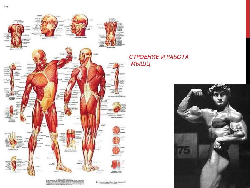 Мышцы анатомия презентация - 90 фото
