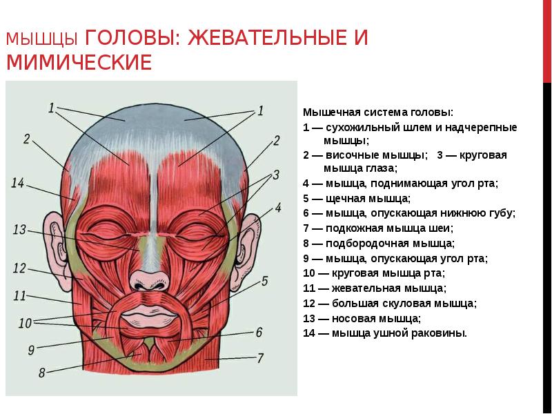 Мышцы головы и шеи презентация