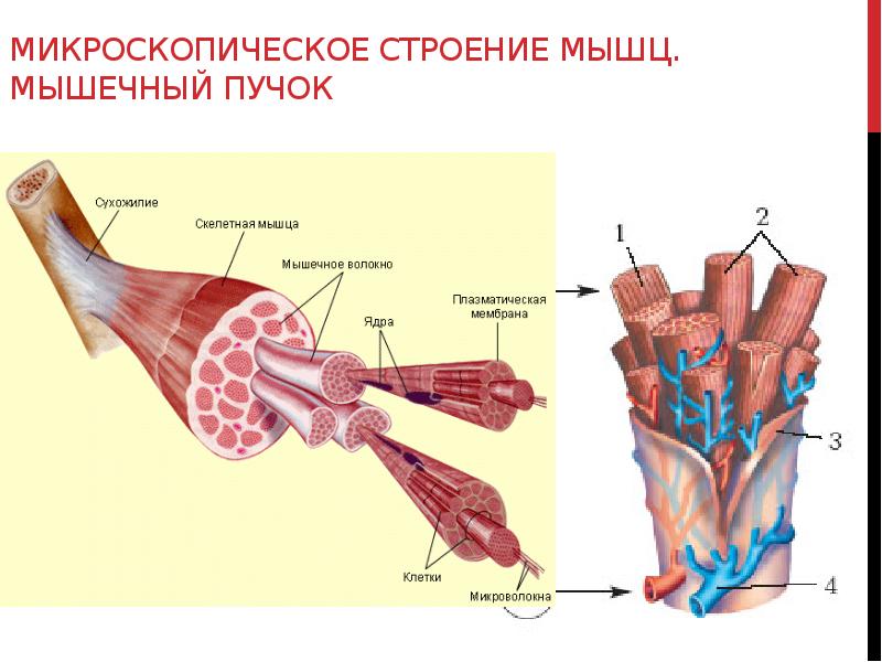 Строение Мышцы Фото