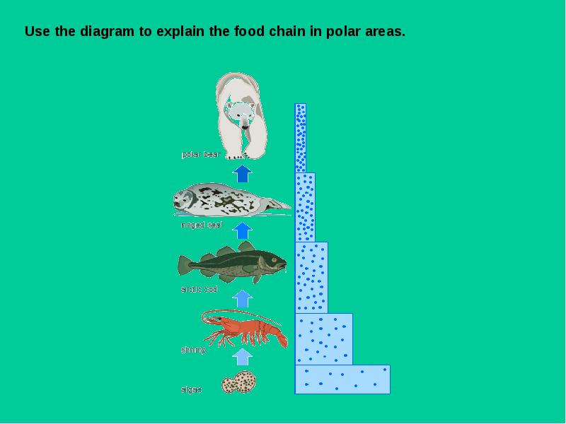 The food chain spotlight 7 презентация