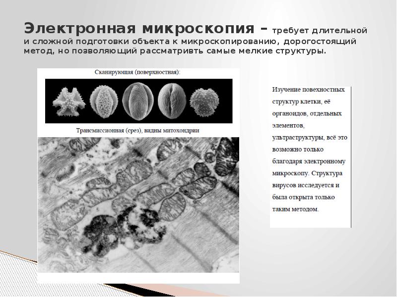 Электронная микроскопия презентация