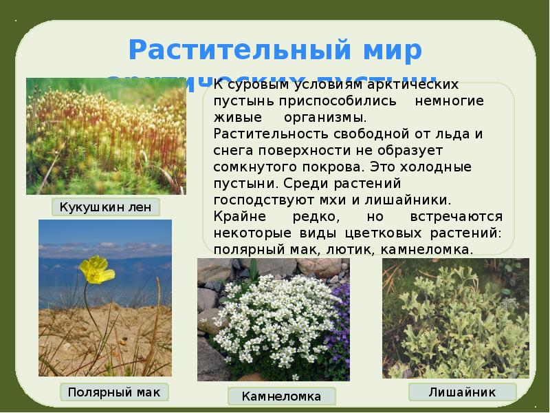 Растительный мир европы презентация