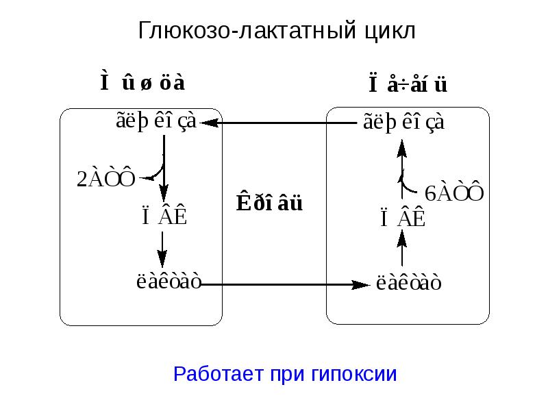 Глюкозо аланиновый цикл схема