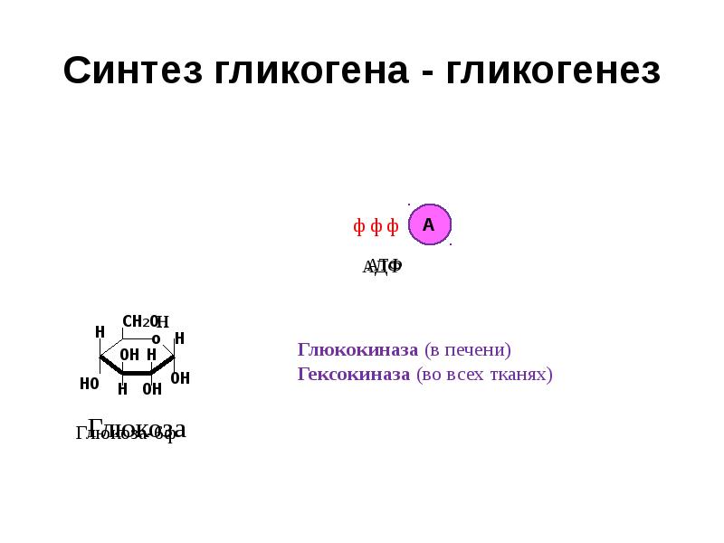 Гликогенез это. Синтез гликогена гликогенез. Гликогенез презентация. Гликоген с йодом. 7 Углеводов.