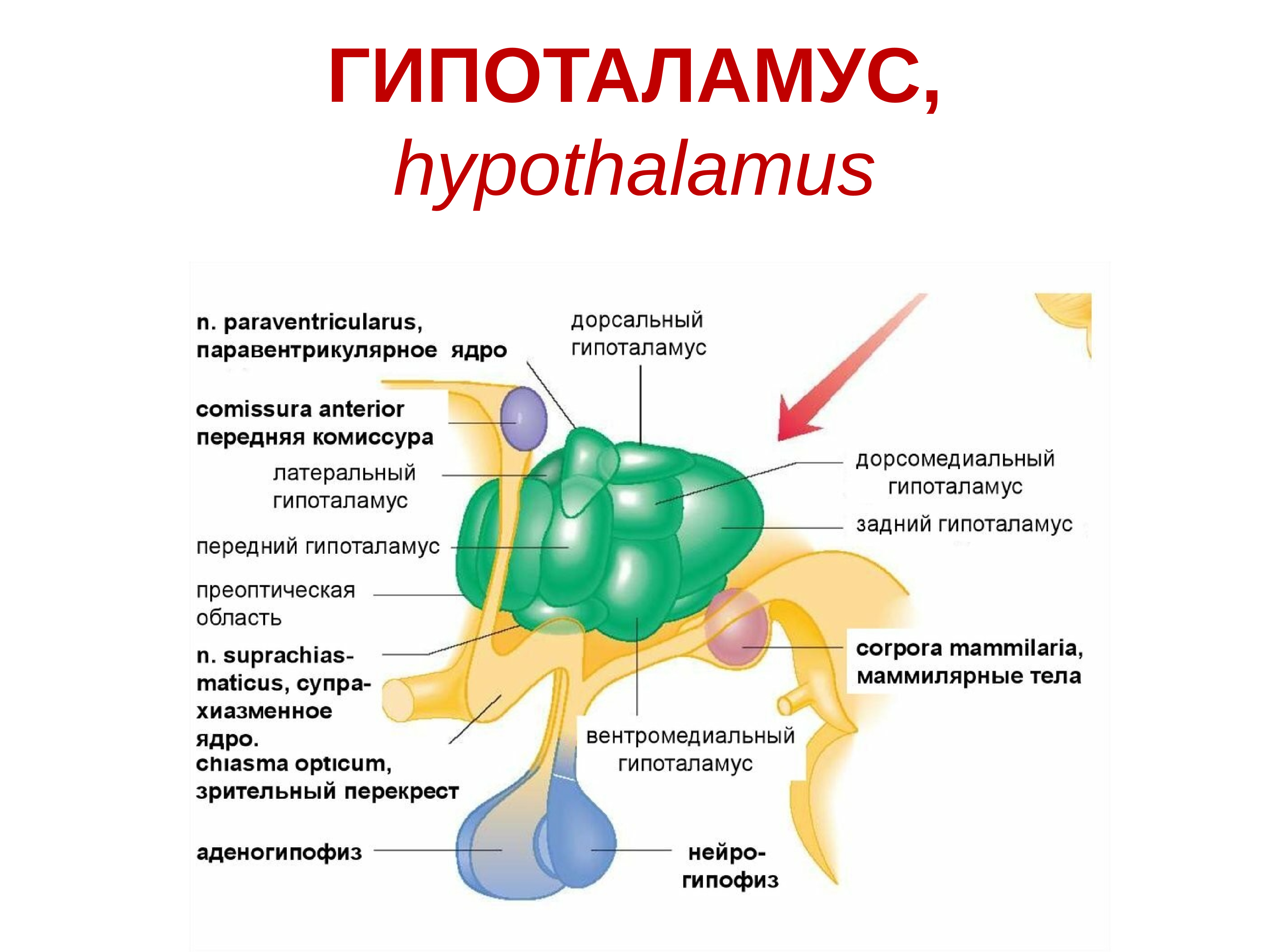 Гипоталамус что это. Гипоталамус строение анатомия ядра. Ядра гипоталамуса анатомия. Паравентрикулярное ядро гипоталамуса. Гормоны промежуточного мозга.