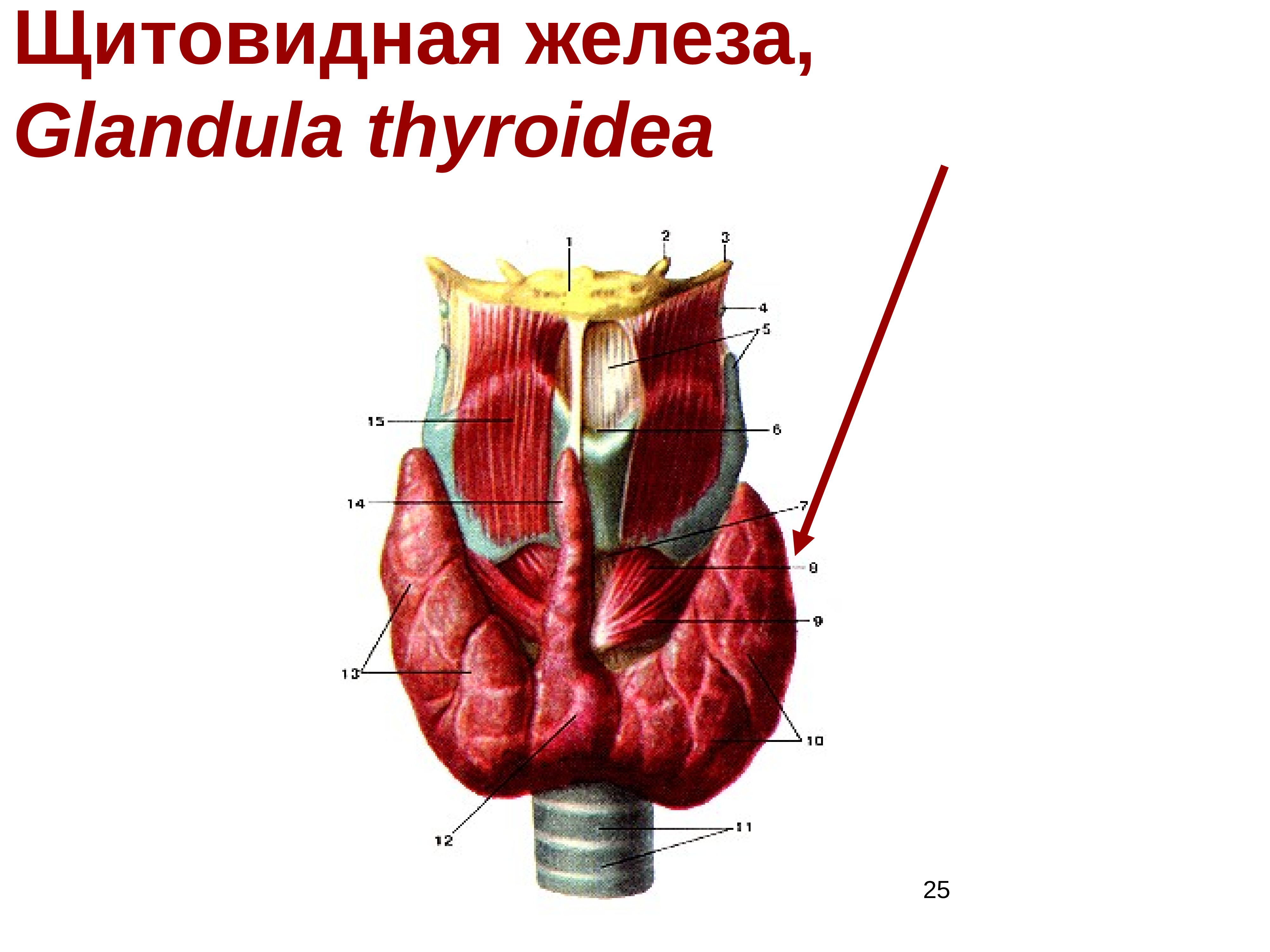 Glandula латынь