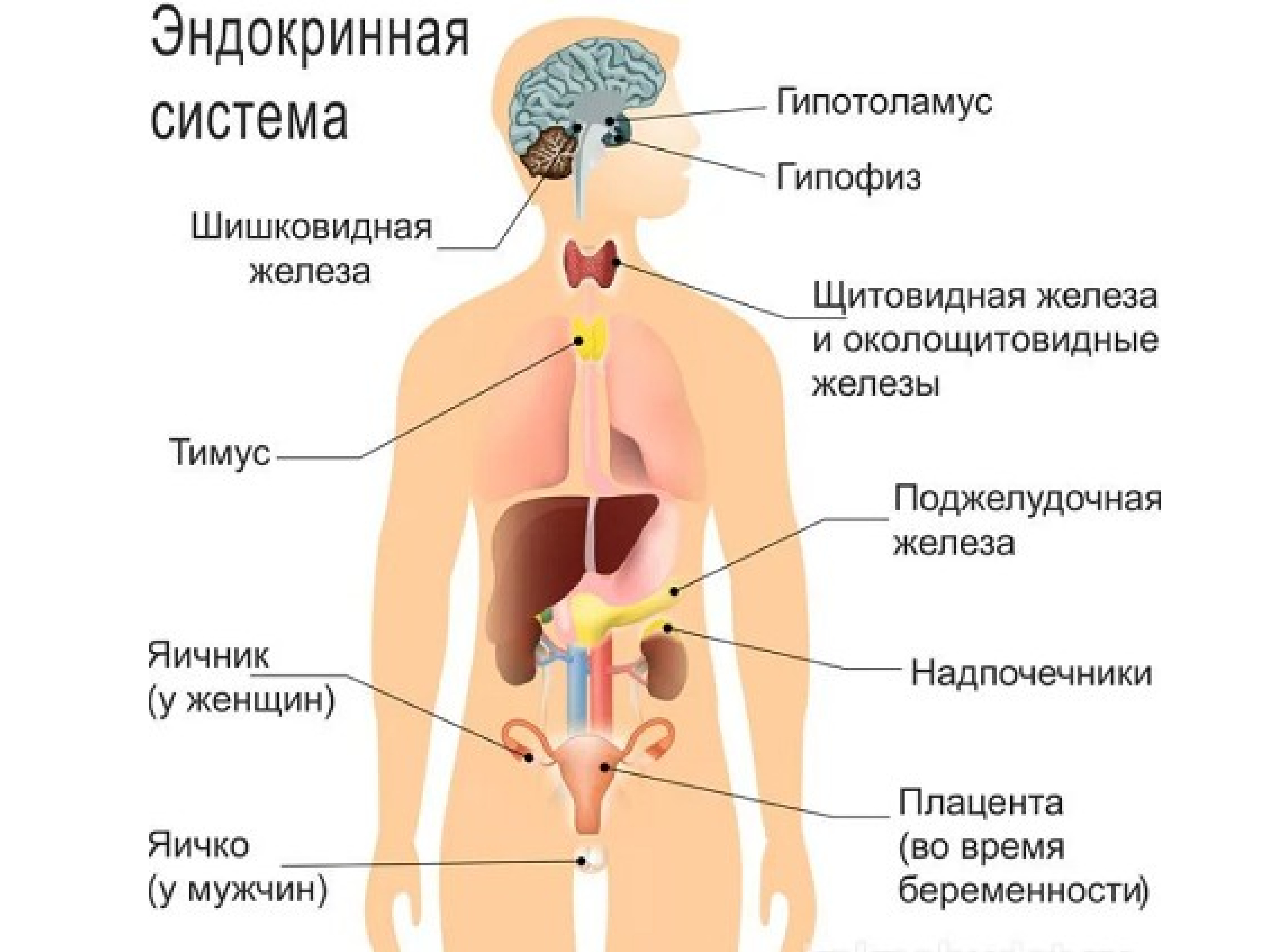Анатомия эндокринных желез