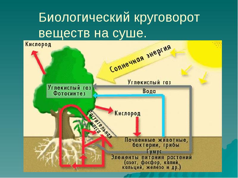 Биологический круговорот веществ рисунок