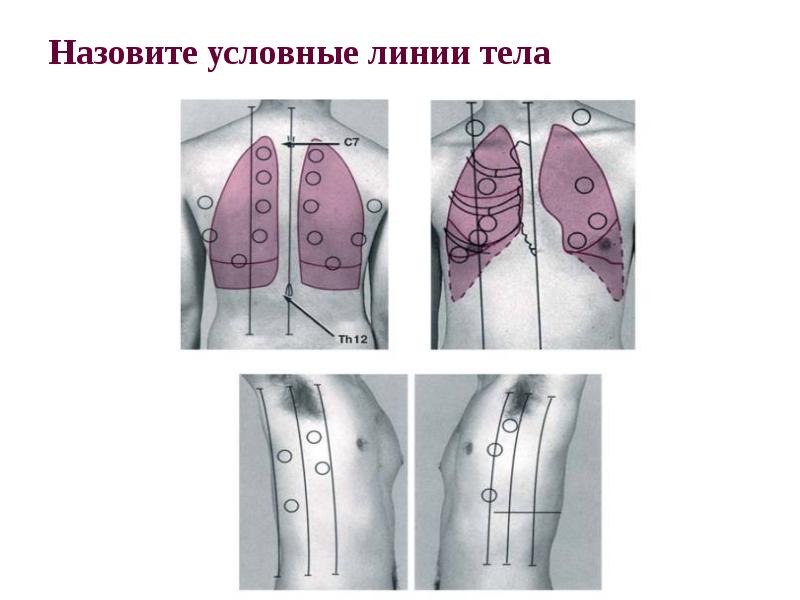 Линия Тела Интернет Магазин