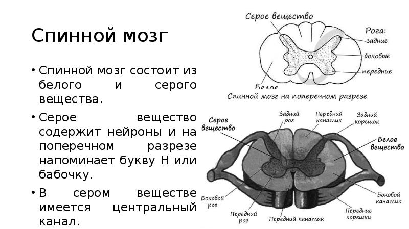 Определите какой цифрой на рисунке обозначено белое вещество спинного мозга