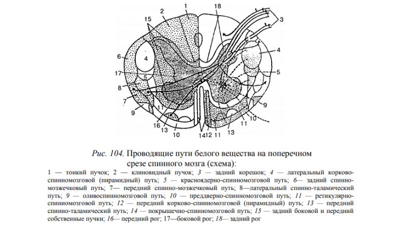 Спинной мозг пути схема