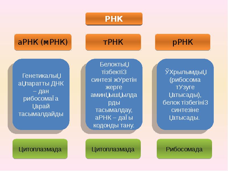 Нуклеин қышқылдары презентация