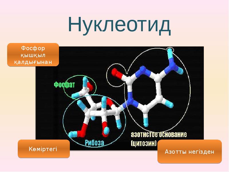 Нуклейн қышқылдары презентация