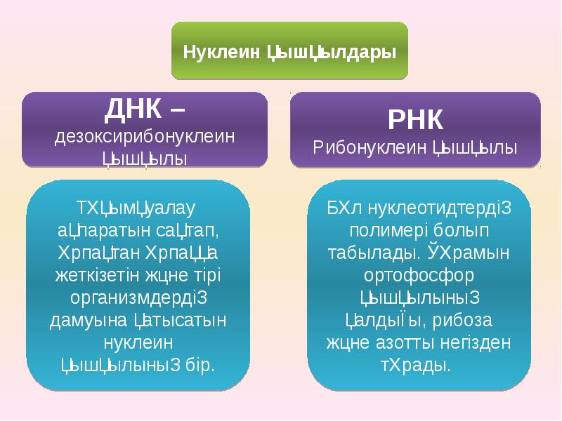 Нуклеин қышқылдары презентация