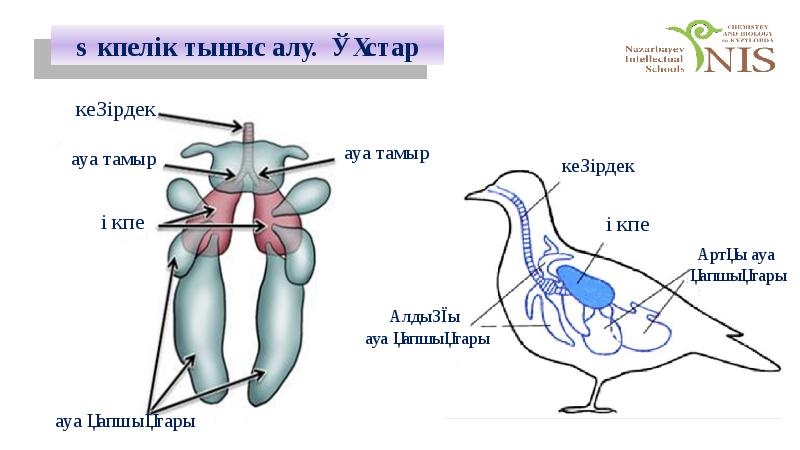 Тыныс алу түрлері презентация