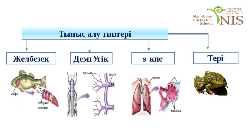 Тыныс алудың түрлері презентация