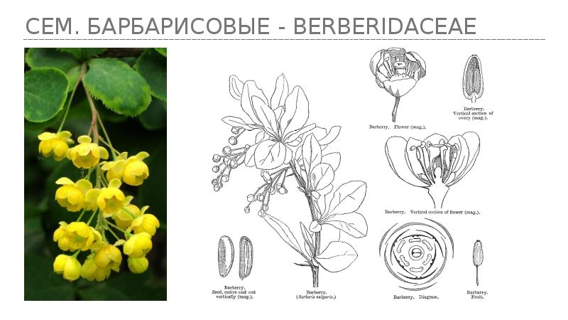 Лютиковые семейство диаграмма цветка